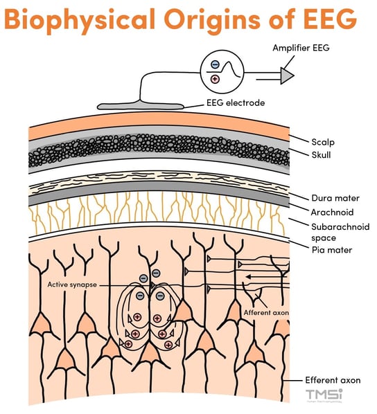 Biophysical-Origins-of-EEG-brain