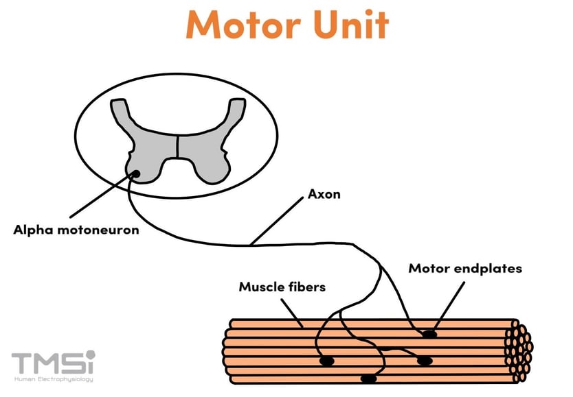 motor-unit-structure